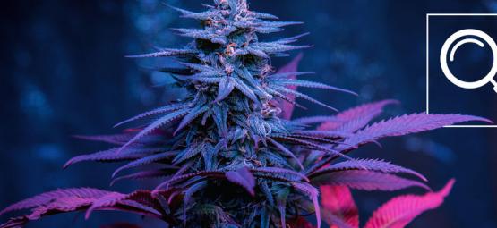 12 formas de encontrar a sua variedade de cannabis preferida