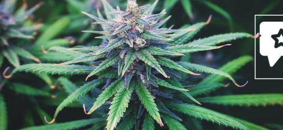 Do-Si-Dos Automatic: Análise e informações sobre a variedade de cannabis