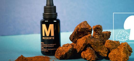 O que é o cogumelo chaga?