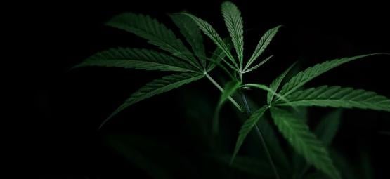 Como controlar a floração da canábis com privação de luz