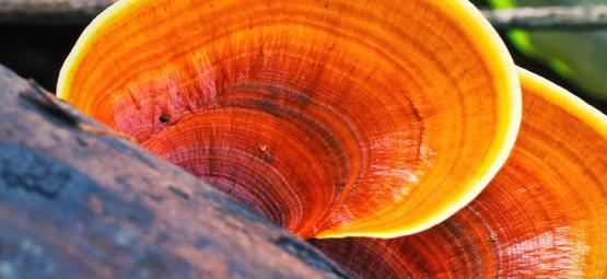 O que é o cogumelo reishi?