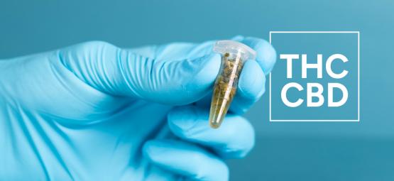 Como verificar os níveis de THC e CBD em produtos de canábis