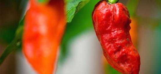 Pimenta-fantasma (Bhut Jolokia): Como cultivar e utilizar