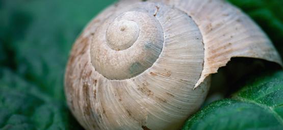 Pragas da cannabis: Como lidar com lesmas e caracóis