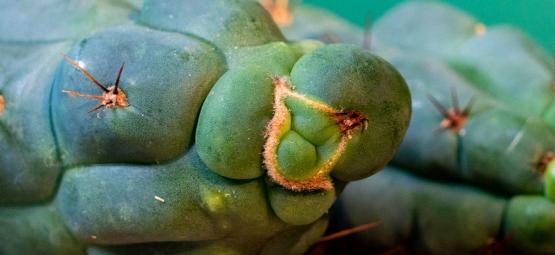 Echinopsis Zamnesiana — O nosso cacto de mescalina exclusivo