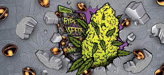 Zamnesia x Ripper Seeds: Amnesia Punch (Edição Limitada)