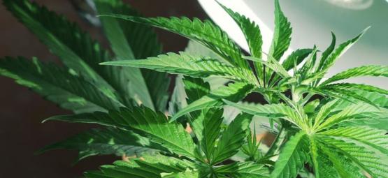 É necessário iluminação lateral para plantas de canábis?