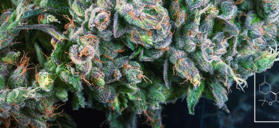 O que é o Delta-8 THC (∆⁸-THC)?