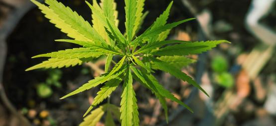 As mutações estranhas e fascinantes do cannabis