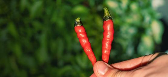 Quando e como colher pimentos picantes