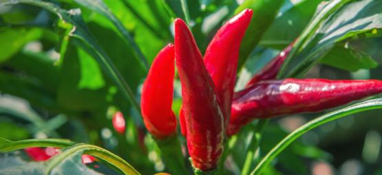 As melhores plantas companheiras para pimentos
