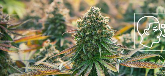 O que são alergias ao cannabis?