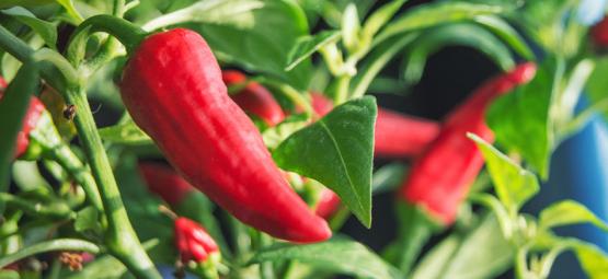 Como cultivar pimentos picantes em casa