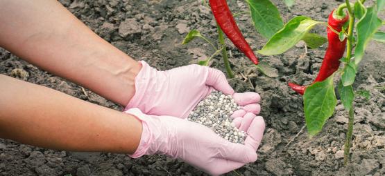 Como fertilizar plantas de pimentos picantes