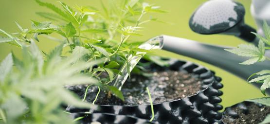 Como utilizar água de osmose inversa para cultivar canábis