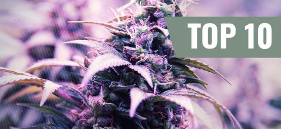 Top 10 das variedades mais populares da Zamnesia Seeds (2025)