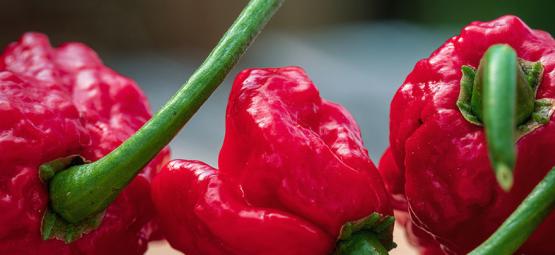 Carolina Reaper: Como cultivar e utilizar