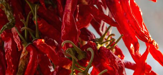 Como cultivar pimentos cayenne long slim