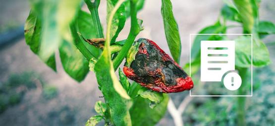 Como eliminar pragas nas plantas de pimenta picante