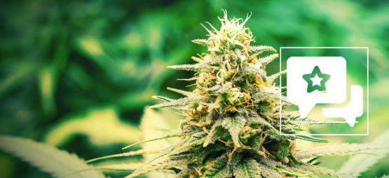Frosted Guava: análise e informações sobre a variedade de canábis