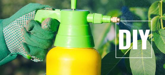 Como fazer pesticidas naturais para plantas de pimento picante