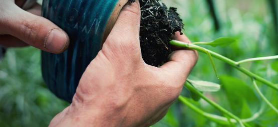 Como transplantar plantas de pimentos picantes