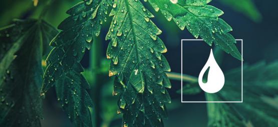 Quanta água necessitam as plantas de canábis?