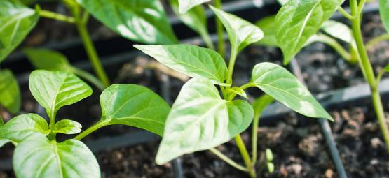Como cultivar pimentos picantes a partir de estacas