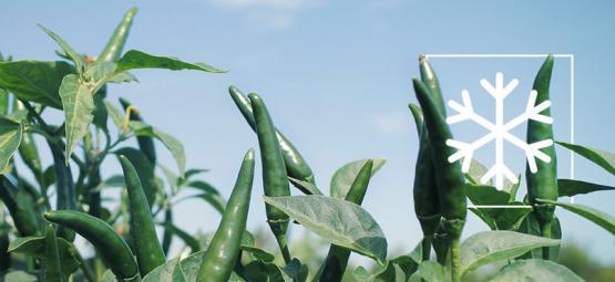 Como proteger plantas de pimento durante o inverno