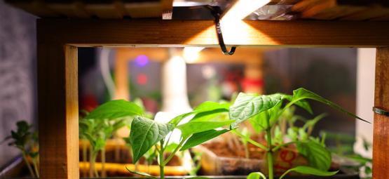 As melhores luzes de cultivo para pimentos picantes