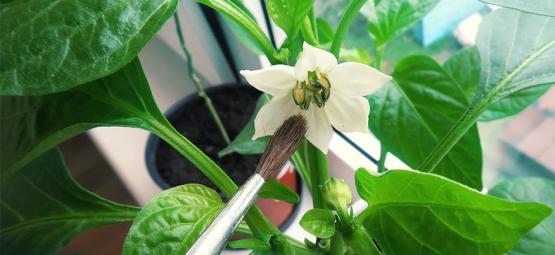 Como polinizar manualmente plantas de malagueta