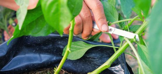 Como podar plantas de pimentas picantes para uma produção máxima