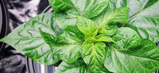 Como cultivar pimentos picantes em hidroponia