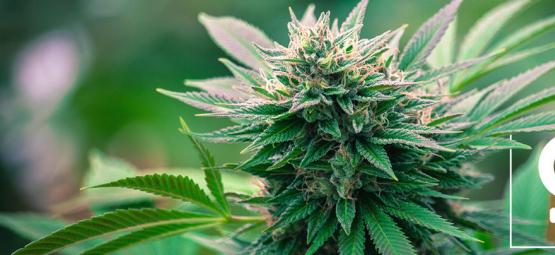 Top 10 motivos para cultivar canábis feminizada
