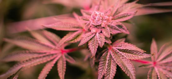 Como resolver caules roxos e vermelhos na cannabis