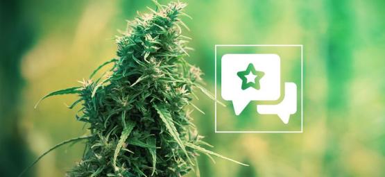 Sour Diesel: Análise e informações sobre a variedade de cannabis