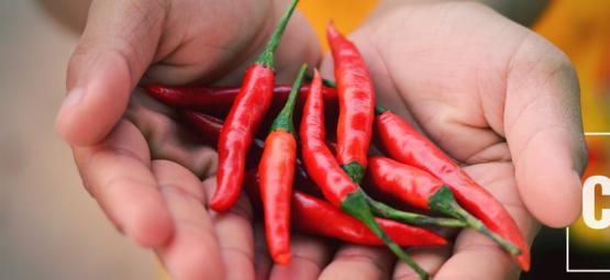 Como a capsaicina pode aliviar a síndrome de hiperemese canabinoide