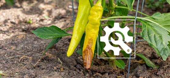 Como lidar com a podridão-apical em pimentos picantes