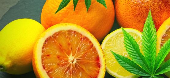 O que é o limoneno no cannabis?