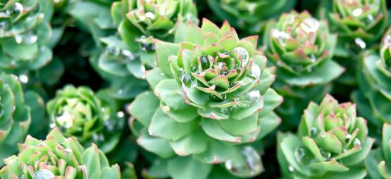 Guia completo da Rhodiola