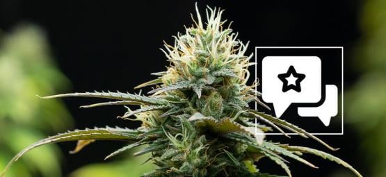 Zamnesia X: Análise e informações sobre a variedade de cannabis