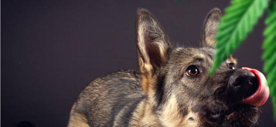 Deve ter medo de cães de deteção?