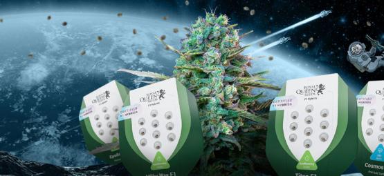 Apresentação das novas sementes de canábis F1 híbridas da Royal Queen Seeds
