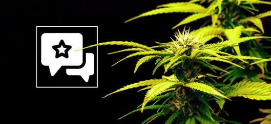 Candy Rain: análise e informações sobre a variedade de canábis