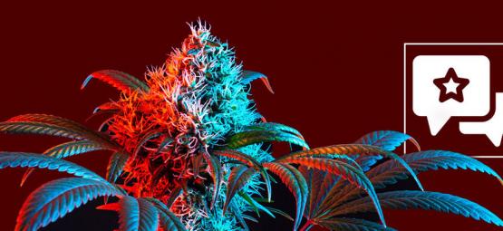 Strawberry Cough: análise e informações sobre a variedade de canábis