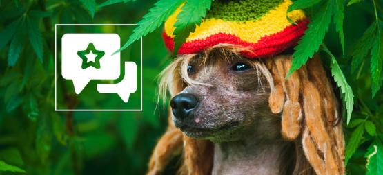 O fumo de canábis em segunda mão faz mal aos seus animais de estimação?