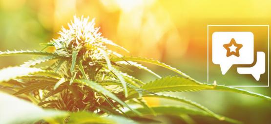 Biscotti: análise e informações sobre a variedade de cannabis