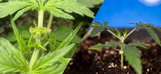 Poda da cannabis: Topping vs Fimming