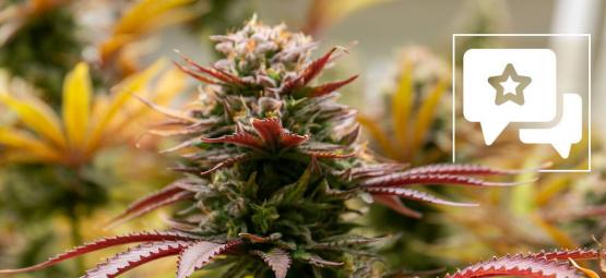 Black Orchid: análise e informações sobre a variedade de cannabis