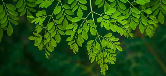 Moringa: tudo o que precisa de saber
